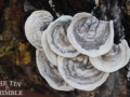 Wet Felted Bark Workshop with Sharon Mansfield at The Tin Thimble